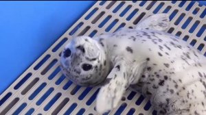 Baby seal nene is adorable | Animal hololive