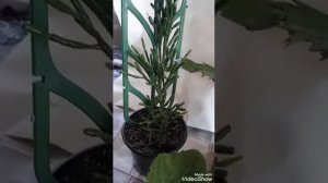 Янтарная кислота для комнатных растений