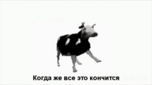 Корова танцует под польскую музыку перевод