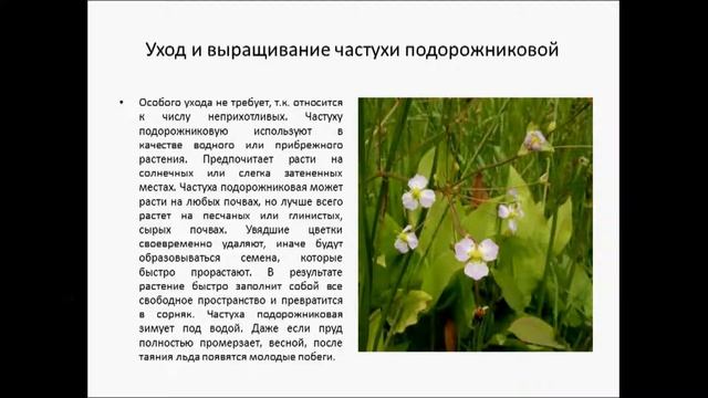 ЧАСТУХА ПОДОРОЖНИКОВАЯ смотреть онлайн