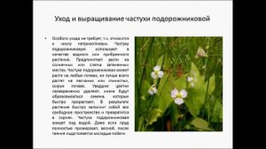 ЧАСТУХА ПОДОРОЖНИКОВАЯ