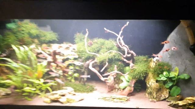 Угловой аквариум на кухонном столе. смотреть онлайн