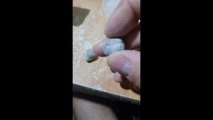 ОРДОВИКСКИЕ ОКАМЕНЕЛОСТИ. БРАХИОПОДЫ, или ПЛЕЧЕНОГИЕ ЖИВОТНЫЕ! р. Волхов, Ленинградская область!!!