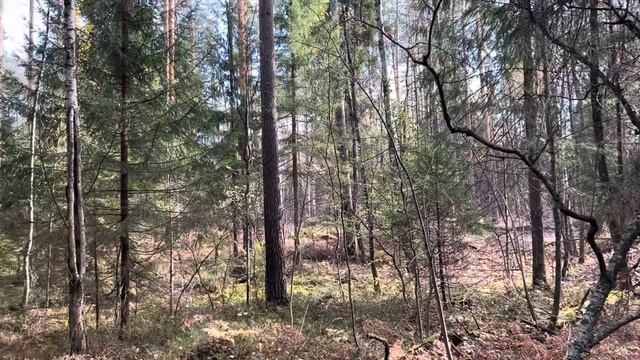 Сад, огород! Посадила чеснок, и как сделала высокие грядки для брусники и клюквы!