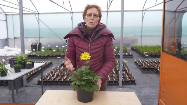 Doronicum x excelsum 'Harpur Crewe'