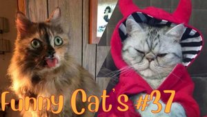 Смешные коты #37.mp4