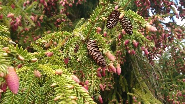 Восточная ель или Кавказская елью(дат. Orientalsk gran, лат. Picea orientalis), смотреть онлайн