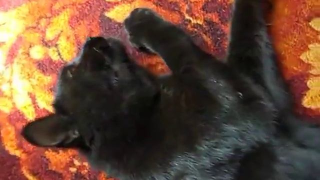 Кот Батик и пылесос