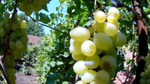 Обзор винограда Лора