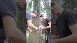 3-ий ролик 1 дубль Как измерить диаметр дерева