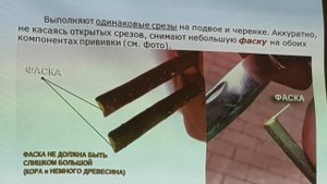 Голландский Z-метод прививок. ТопСад.