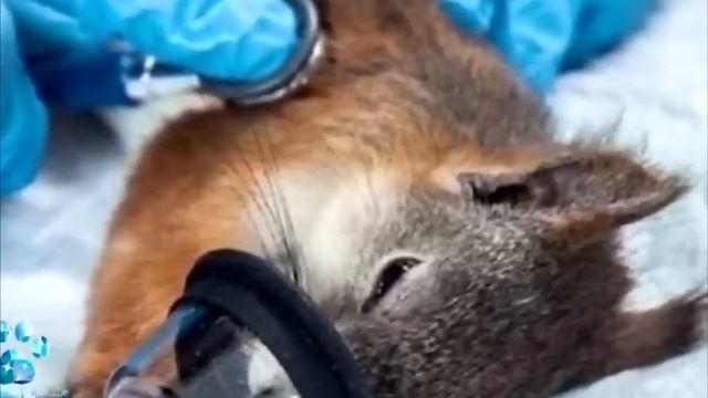 Парень спас бельчонка, но когда принёс его к ветеринару его ждал сюрприз! смотреть онлайн