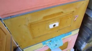 07.05.2023, на улице ноль, в ульях тепло, проставочное дно работает, лучшая охрана у летка в потолке