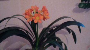Хобби.Уход за Кливией , ежегодное цветение, мой опыт .(часть 1)