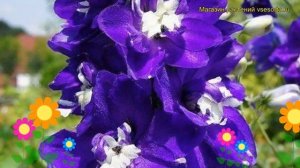 Дельфиниум высокий Пасифик Гигант Король Артур. Обзор delphinium elatum Pacific Giant King Arthur