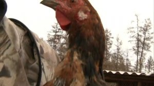 О разведении якутской породы кур