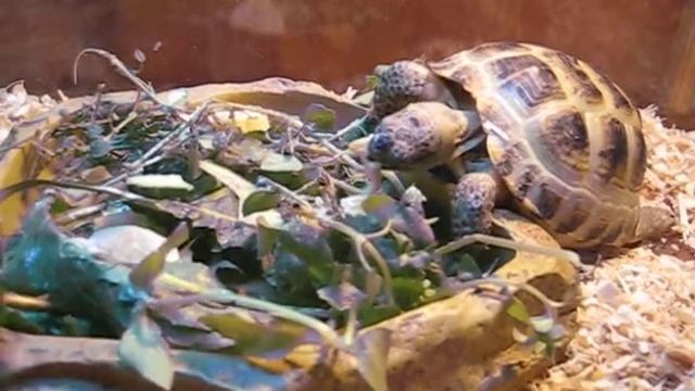 Голодные черепахи пожирают траву смотреть онлайн