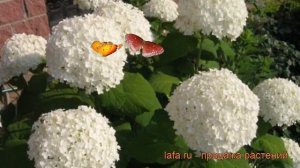 Гортензия метельчатая Диамантино (diamantino) ? обзор: как сажать, саженцы гортензии Диамантино