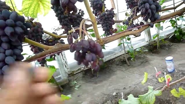 Виноград кишмиш Юпітер смотреть онлайн