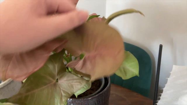 PLANT TOUR - Jak mieszczę się z roślinami na 40 metrach? Przegląd całej kolekcji roślin! смотреть онлайн