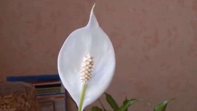 Цветение СПАТИФИЛЛУМА. Некоторые особенности цветения.