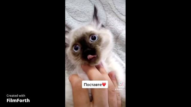 Смешные видео с котёнком из ТИК ТОК Невская маскарадная порода #невскаямаскарадная #тикток #tiktok смотреть онлайн