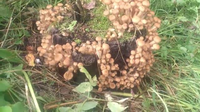 Пень с опятами смотреть онлайн