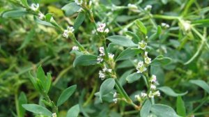 Горец птичий (спорыш)Лечебные свойства..Противопоказания..Применение..Отзывы врачей!!!!