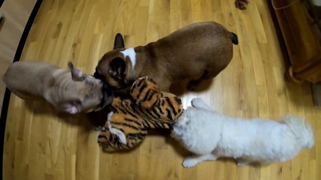 КОМУ ДОСТАНЕТСЯ СИМВОЛ 2022 ГОДА? смотреть онлайн