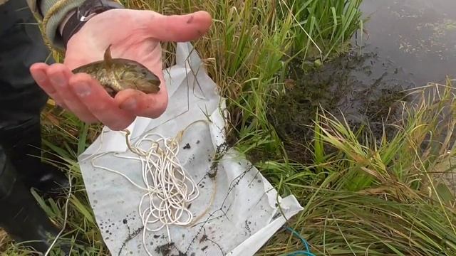 Сравнительный тест самодельной и магазинной косы для водорослей..