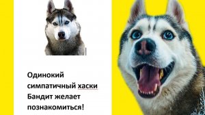 ОДИНОКИЙ ХАСКИ ЖЕЛАЕТ ПОЗНАКОМИТЬСЯ!! (Хаски Бандит) Говорящая собака / Хаски не маламуты