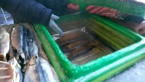 Омуля скоро не будет в продаже! Запрет на вылов омуля.
