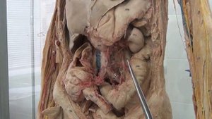 Артерии брюшной полости