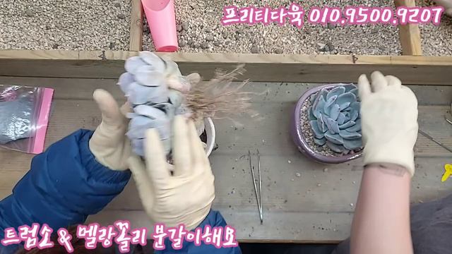 크림썬 만큼 예쁘죠! 이번엔 잘생긴 트럼소 & 멜랑꼴리 분갈이해요! 프리티다육 010.9500.9207 смотреть онлайн