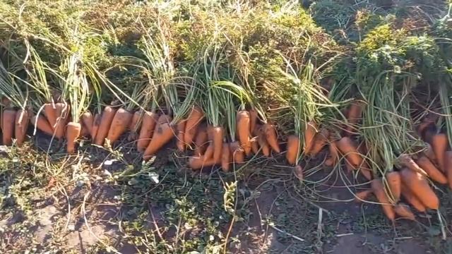 Когда убирать морковь с грядки на длительное хранение - Уборка моркови на хранение на зиму