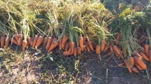 Когда убирать морковь с грядки на длительное хранение - Уборка моркови на хранение на зиму