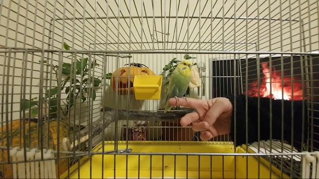 15й день приручения взрослого волнистика. Эфир