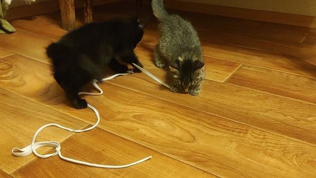Котята