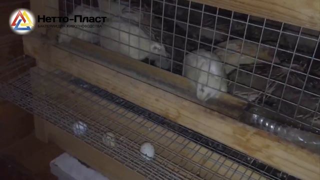 Пробиотики для повышения яйценоскости! смотреть онлайн