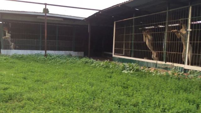 русские пегие гончие смотреть онлайн