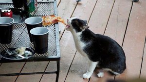 Я РЖАЛ ЦЕЛЫЙ ЧАС?ПОДБОРКА СМЕШНЫХ КОТОВ И СОБАК ДЛЯ ХОРОШЕГО НАСТРОЕНИЯ #18