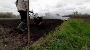 посев люцерны на своём участке