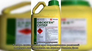 Справится с овсюгом на злаковых за неделю гербицид Овсюген Экспресс