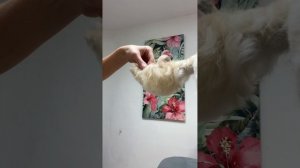 Смотрите, как мы меняем хвост этой милой Кавапу! ✂️❤️? Груминг Кавапу