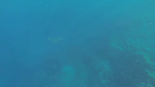Eagle Ray at Marsa Nakari House Reef