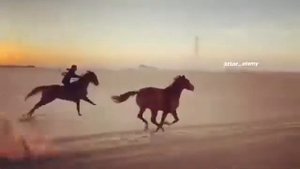 арабский скакун кайф