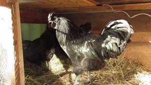 Куры на балконе.