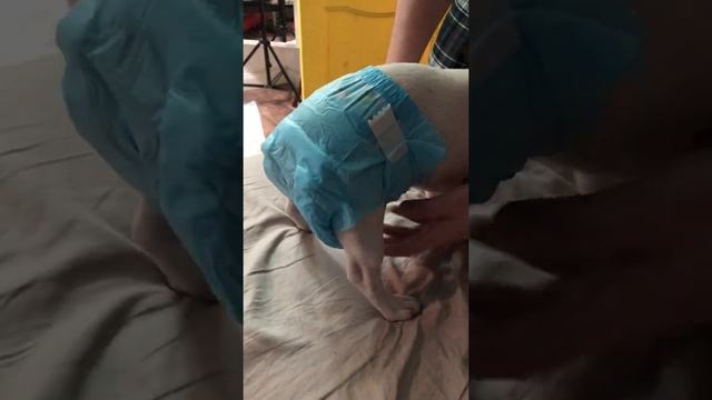 Французский бульдог и подгузник | french bulldog & diaper