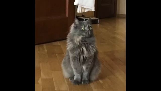 Немножко о моей кошке.❤️🐈❤️ смотреть онлайн