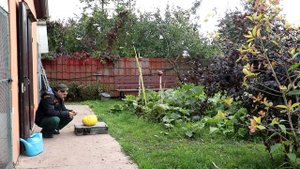 Сорта тыквы. Выбираем лучший.